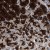 Immunohistochemistry-Paraffin: HSD17B14 Antibody [NBP1-85220] - Immunohistochemical staining of human stomach shows strong cytoplasmic positivity in Chief cells.